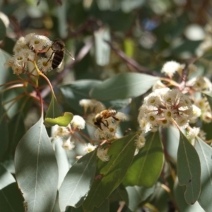 Eucalyptus polyanthemos at Hughes, ACT - 24 Oct 2019