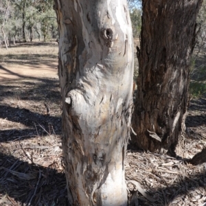 Eucalyptus polyanthemos at Hughes, ACT - 24 Oct 2019 02:47 PM