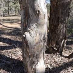 Eucalyptus polyanthemos at Hughes, ACT - 24 Oct 2019