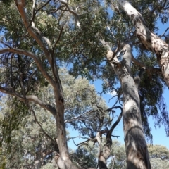 Eucalyptus polyanthemos at Hughes, ACT - 24 Oct 2019