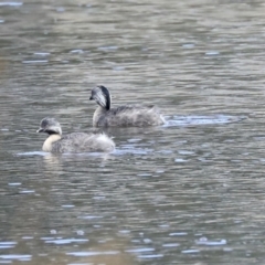 Poliocephalus poliocephalus (Hoary-headed Grebe) at Monash, ACT - 14 Oct 2019 by AlisonMilton