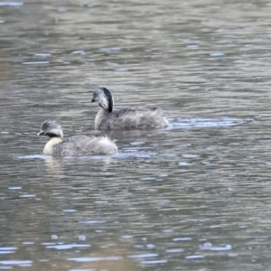 Poliocephalus poliocephalus at Monash, ACT - 14 Oct 2019