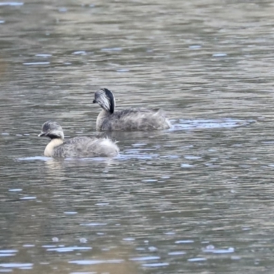 Poliocephalus poliocephalus (Hoary-headed Grebe) at Isabella Pond - 14 Oct 2019 by AlisonMilton