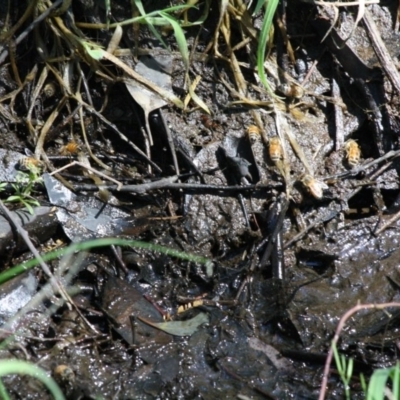 Apis mellifera (European honey bee) at Deakin, ACT - 24 Oct 2019 by LisaH