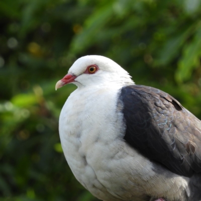 Columba leucomela (White-headed Pigeon) at North Batemans Bay, NSW - 20 Oct 2019 by MatthewFrawley