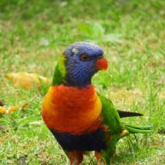 Trichoglossus moluccanus (Rainbow Lorikeet) at North Batemans Bay, NSW - 20 Oct 2019 by MatthewFrawley