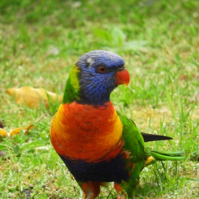 Trichoglossus moluccanus (Rainbow Lorikeet) at North Batemans Bay, NSW - 20 Oct 2019 by MatthewFrawley