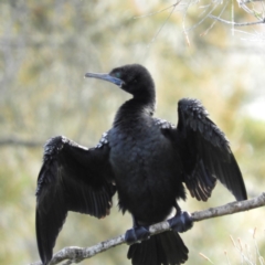 Phalacrocorax sulcirostris (Little Black Cormorant) at North Batemans Bay, NSW - 20 Oct 2019 by MatthewFrawley
