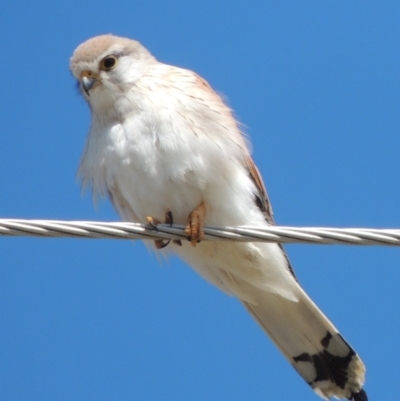 Falco cenchroides (Nankeen Kestrel) at Tharwa, ACT - 9 Oct 2019 by michaelb