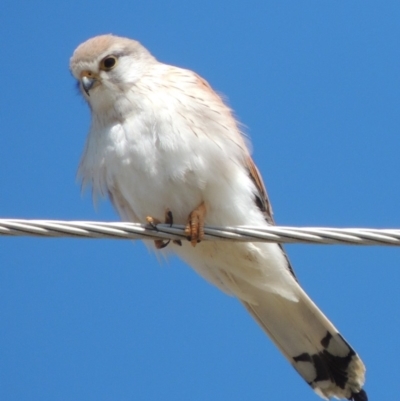 Falco cenchroides (Nankeen Kestrel) at Tharwa, ACT - 9 Oct 2019 by MichaelBedingfield