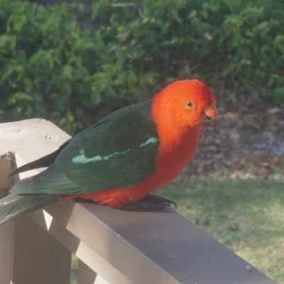 Alisterus scapularis (Australian King-Parrot) at Yadboro State Forest - 16 Oct 2019 by gerringongTB