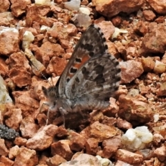 Lucia limbaria (Chequered Copper) at Wanniassa, ACT - 25 Oct 2019 by JohnBundock