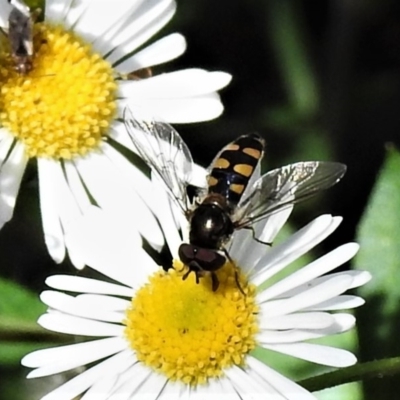 Melangyna viridiceps (Hover fly) at Wanniassa, ACT - 25 Oct 2019 by JohnBundock