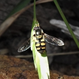 Simosyrphus grandicornis at Wanniassa, ACT - 25 Oct 2019 11:18 AM