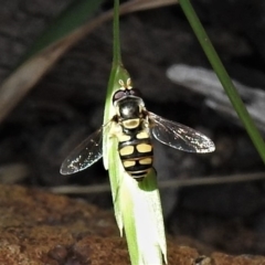 Simosyrphus grandicornis (Common hover fly) at Wanniassa, ACT - 25 Oct 2019 by JohnBundock
