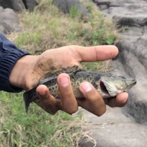 Maccullochella peelii at Coree, ACT - 25 Oct 2019