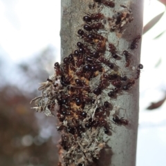 Papyrius nitidus (Shining Coconut Ant) at Dunlop, ACT - 24 Oct 2019 by CathB