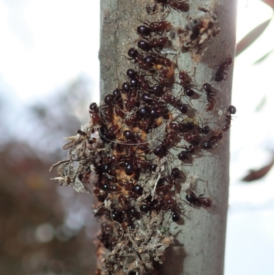 Papyrius nitidus (Shining Coconut Ant) at Dunlop, ACT - 25 Oct 2019 by CathB