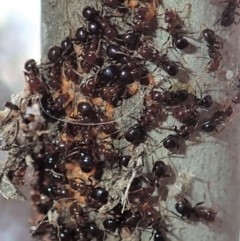 Papyrius nitidus at Dunlop, ACT - suppressed