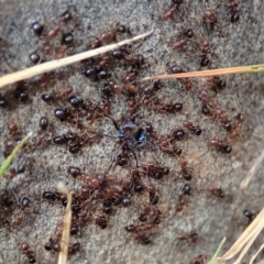 Papyrius nitidus at Dunlop, ACT - suppressed