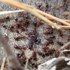 Papyrius nitidus at Dunlop, ACT - suppressed