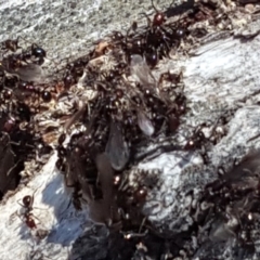 Papyrius nitidus (Shining Coconut Ant) at Symonston, ACT - 22 Oct 2019 by Mike