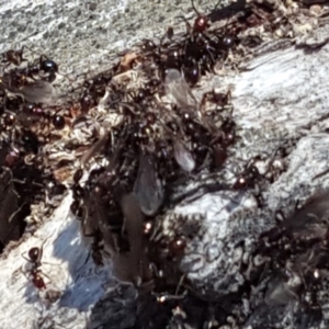 Papyrius nitidus at Symonston, ACT - suppressed