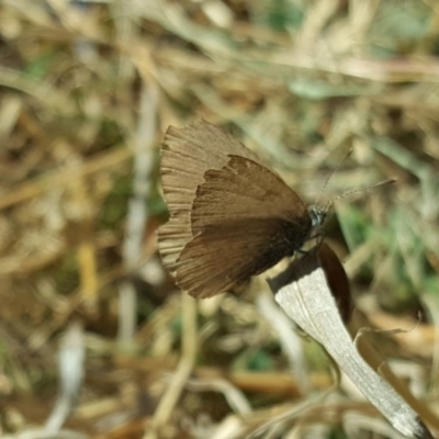 Zizina otis (Common Grass-Blue) at O'Malley, ACT - 24 Oct 2019 by Mike