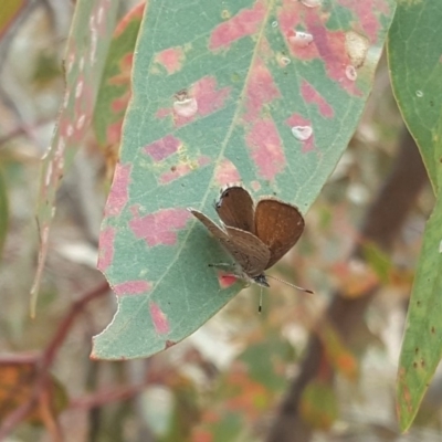 Acrodipsas myrmecophila (Small Ant-blue Butterfly) at Mount Mugga Mugga - 25 Oct 2019 by Mike