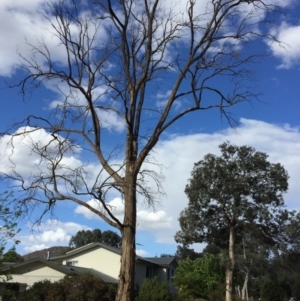 Callocephalon fimbriatum at Hackett, ACT - 9 Oct 2019