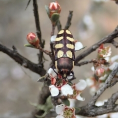 Castiarina decemmaculata (Ten-spot Jewel Beetle) at Aranda Bushland - 24 Oct 2019 by CathB