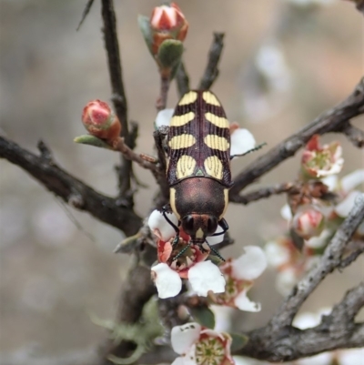Castiarina decemmaculata (Ten-spot Jewel Beetle) at Dunlop, ACT - 25 Oct 2019 by CathB