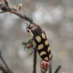 Castiarina decemmaculata at Dunlop, ACT - 25 Oct 2019