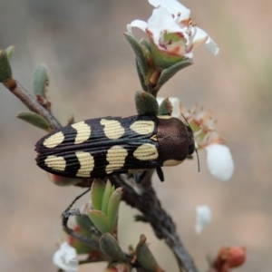 Castiarina decemmaculata at Dunlop, ACT - 25 Oct 2019 10:41 AM