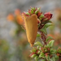 Eulechria electrodes (Yellow Eulechria Moth) at Dunlop, ACT - 24 Oct 2019 by CathB