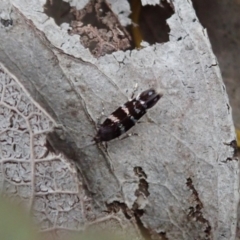 Stagmatophora argyrostrepta (A cosmet moth) at Aranda Bushland - 24 Oct 2019 by CathB