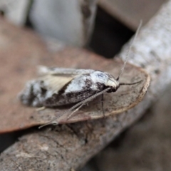 Eusemocosma pruinosa (Philobota Group Concealer Moth) at Dunlop, ACT - 25 Oct 2019 by CathB