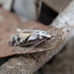 Eusemocosma pruinosa at Dunlop, ACT - 25 Oct 2019