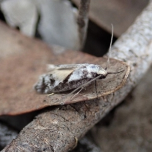 Eusemocosma pruinosa at Dunlop, ACT - 25 Oct 2019