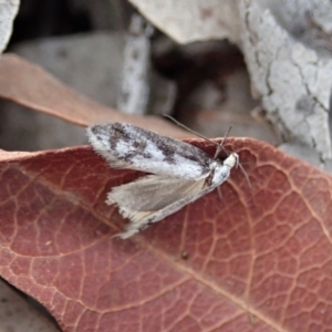 Eusemocosma pruinosa at Dunlop, ACT - 25 Oct 2019