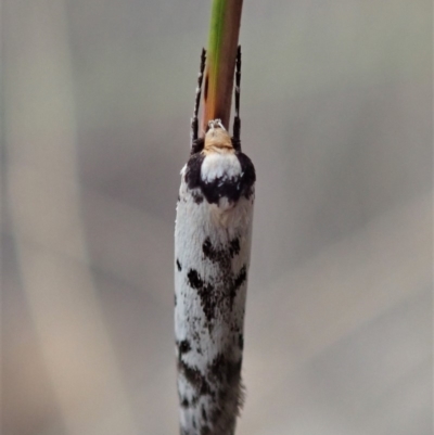 Philobota lysizona (A concealer moth) at Dunlop, ACT - 25 Oct 2019 by CathB