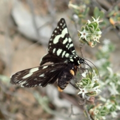 Periscepta polysticta (Spotted Day Moth) at Aranda Bushland - 24 Oct 2019 by CathB