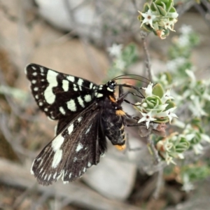 Periscepta polysticta at Dunlop, ACT - 25 Oct 2019