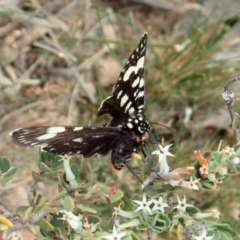 Periscepta polysticta at Dunlop, ACT - 25 Oct 2019