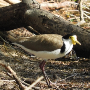 Vanellus miles at North Batemans Bay, NSW - 20 Oct 2019 04:51 PM