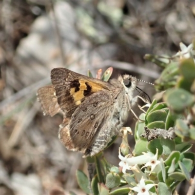 Trapezites phigalia (Heath Ochre) at Dunlop, ACT - 24 Oct 2019 by CathB