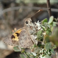 Trapezites phigalia at Dunlop, ACT - 25 Oct 2019 10:02 AM