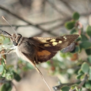 Trapezites phigalia at Dunlop, ACT - 25 Oct 2019 10:02 AM