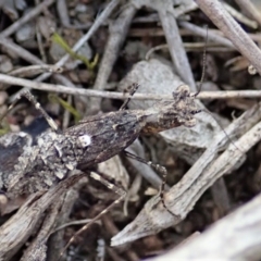 Paraoxypilus tasmaniensis (Black bark mantis or Boxing mantis) at Dunlop, ACT - 24 Oct 2019 by CathB