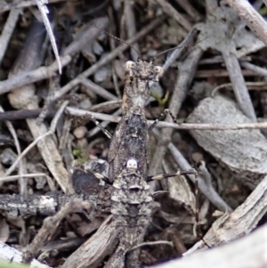 Paraoxypilus tasmaniensis at Dunlop, ACT - 25 Oct 2019 10:09 AM